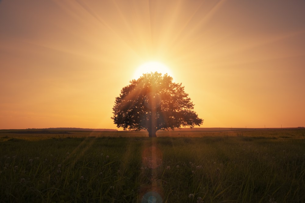 Solen står op bag et træ